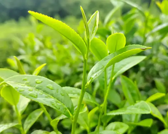 上海儿科医院周边美食推荐 打卡路线 小吃攻略