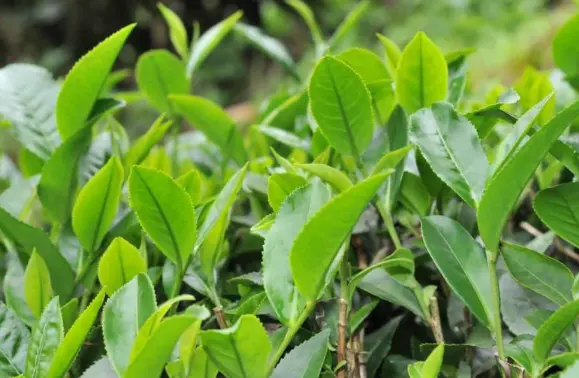 上海品茶美食打卡-同城聚会-休闲交友：一场味蕾与社交的双重盛宴🥂
