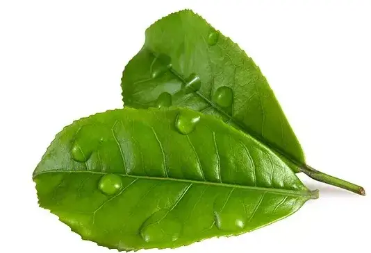 白毫银针怎么保存能放多久？存错一年全发霉，存对十年赛黄金！😱